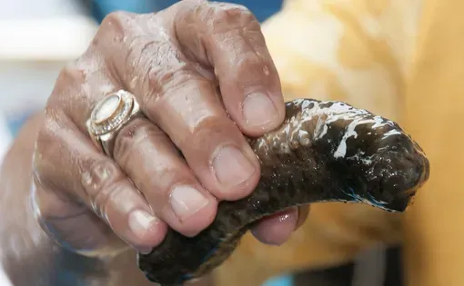 Sea cucumber video thumbnail