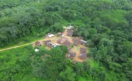 rainforest