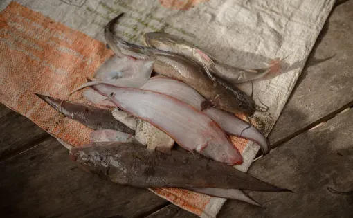 The overnight catch harvested by Rustam, Ridwan, and their colleagues after deploying their nets. Image by Nopri Ismi.