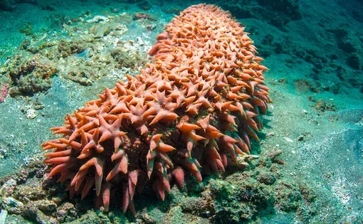Bright red sea cucumber (Holothuroidea), Bali, Indonesia