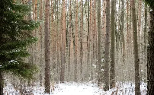 Trees in the Białowieża Forest in winter. Image by Art L/Adobe Stock.