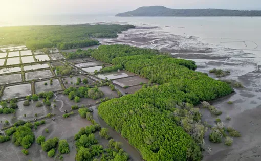 Aerial view of shrimp ponds and mangrove forests in Banyuwangi, Indonesia. Image by egar/Adobe Stock.
