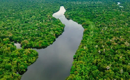 Amazon rainforest thumbnail