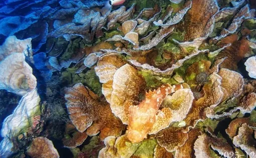Coral Reef thumbnail