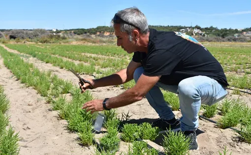 Manuel Díaz Cárdenas, owner of Marsh Foods, harvests Salicornia in his filed inside a salt marsh near Isla Cristina, Spain, May 2024.&nbsp;Image by Rachel Parsons.