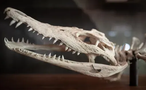 Historically, dinosaur ages have been estimated using the growth rings in their bones — one ring per year. But new research involving crocodiles suggests a faster pace.