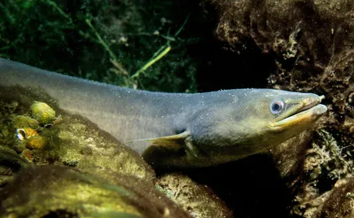 American eel thumbnail