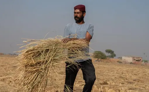 man holding grains of rice in a field
