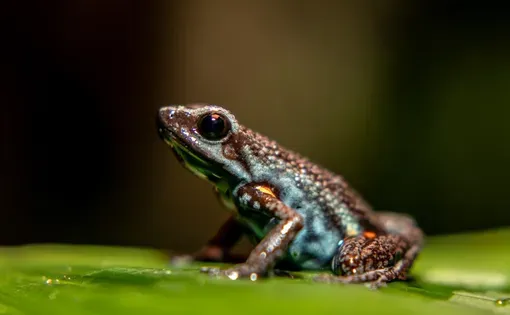 Ameerega ingerí. San José del Fragua, Caquetá, Colombia. Foto: Dahian Cifuentes