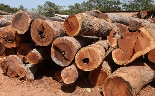 Tree logs thumbnail