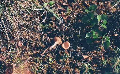 Mushroom of an Arctic fungus from the ectomycorrhizal guild. Mycorrhizal fungi form a symbiotic relationship with plant roots underground. They act as an extension of the root system to help uptake nutrients and water. (Max Levy)