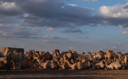 Camels brought to the market at dusk in Kargi, Kenya, in August 2024. Photo: Georgia Gee