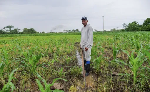 Wiliam Narvaez realiza zanjado para salvar su cultivo de maíz. Foto Ana María Jessie Serna
