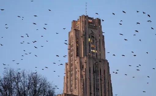 Image of building with birds flying above