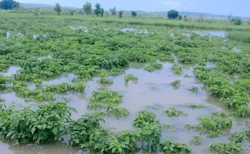 Sokoto farmers