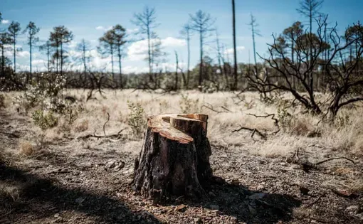 Evidence of illegal logging in the municipality of Bocoyna, where a third of Chihuahua’s entire deforestation has taken place