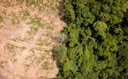 Aerial drone view of deforestation of a tropical rain forest to make way for palm oil and construction. Image by Shutterstock.