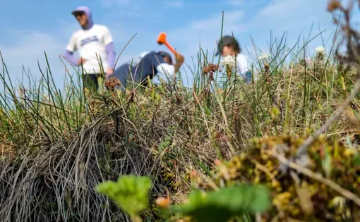Biologists hammer a steel tube into the ground to collect a soil sample. Dozens of such samples taken from northern Alaska will reveal whether this place is a global hot spot of rare species of mycorrhizal fungi.