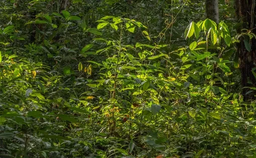 Colombia rainforest2