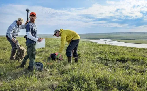 Searching for arctic fungi