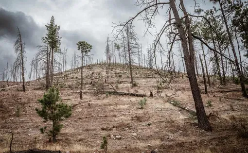 An illegally logged hillside in Bocoyna, in the Sierra Tarahumara’s temperate forests – home to black bears, golden eagles and rare conifers. Deforested areas are often burned so they can be classified as fire damage rather than illegal logging, erasing evidence of the crime. Image by Euan Wallace/The Guardian. Mexico.
