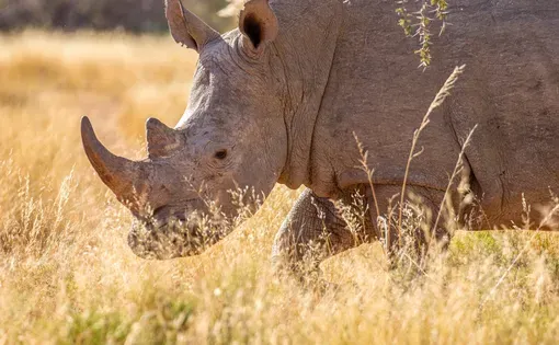 White Rhinoceros, Game farm, South Africa. Image by Photography Phor Phun/Shutterstock.