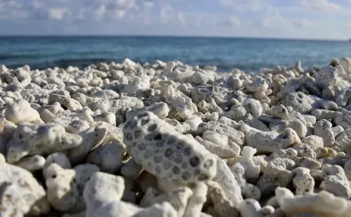 Coral thumbnail