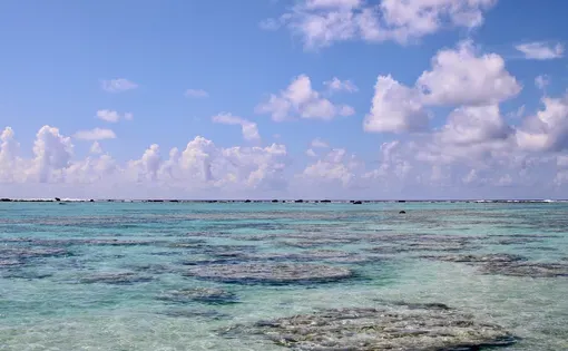 A view of Moorea’s fringing coral reef. Credit: Ryan Green/Inside Climate News