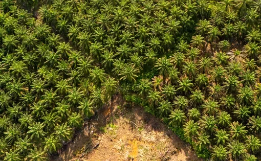 Top view of oil palm plantation forming geometric patterns in Central Kalimantan, Indonesia, highlighting agricultural landscape and land management.