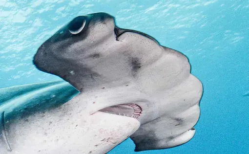 A scalloped hammerhead off the Galápagos. The females swim nearly 1,000 miles to Panama to give birth, facing the threat of the heavily fished high seas.