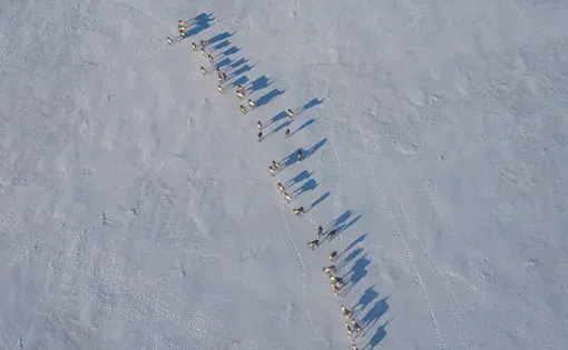 Caribou herd thumbnail