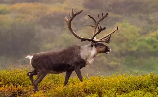 Caribou thumbnail