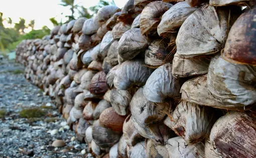 Halved coconuts