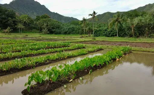 hawaii thumbnail