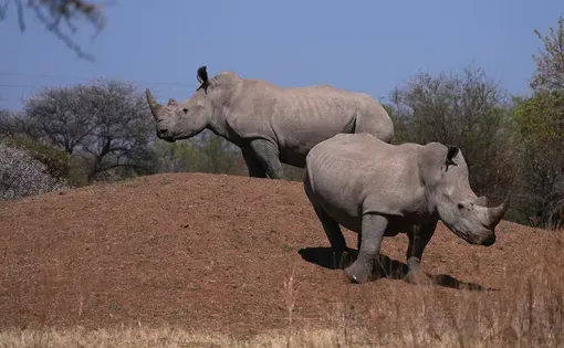Two rhinos on a field