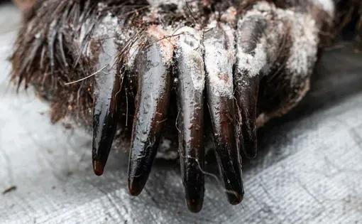 The claw of a bear shot by Frank Woods III near his home in Dillingham earlier this year. (Marc Lester / ADN)