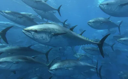 A group of tuna underwater