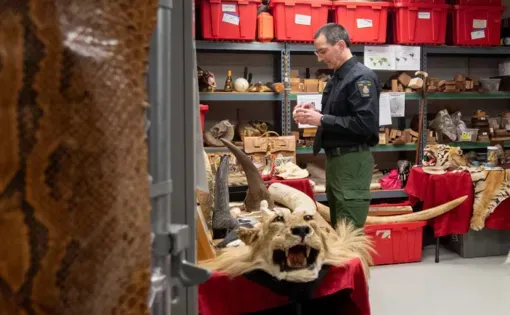 In an undisclosed location near Canada's capital, Jean-François Dubois, a senior wildlife officer with Environment and Climate Change Canada, presides over an unusual collection – thousands of wild animals and plants seized in an effort to take down the illegal wildlife trade in Canada and beyond.