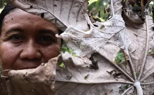 A Bolivian woman holds a leaf in front of her face