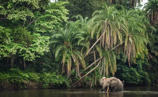 African forest elephant (Loxodonta cyclotis) and the Lekoli River. Odzala-Kokoua National Park. Cuvette-Ouest Region. Republic of the Congo