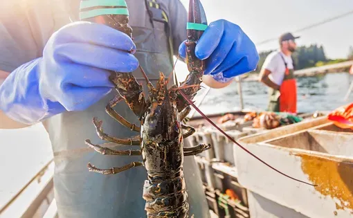 Lobster