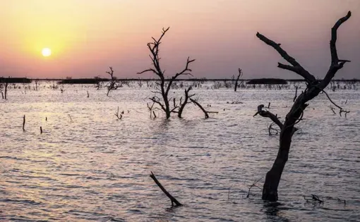 Trees in floodwaters