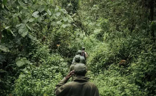 uniformed men walk in single file through heavy forest brush