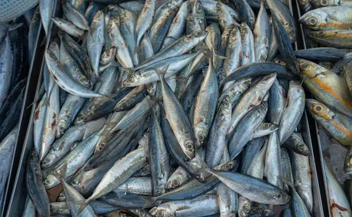 tuna fishery