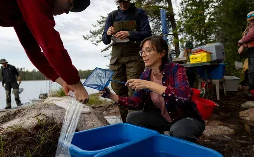 Chelsea Rochman, center, and Meredith Omer, left, collect samples of northern pearl dace for research at the Experimental Lakes Area on Oct. 1, 2025. From the story “As Microplastics Pollute Every Corner of the Great Lakes, Scientists Push Governments To Combat Threat ” Image by Brian Cassella/Chicago Tribune. Canada, 2025.