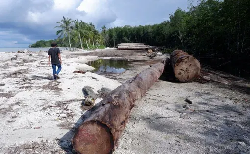 Forest Theft and Fraud Against Indigenous Peoples Behind Forest Logging Permits in the Mentawai Islands