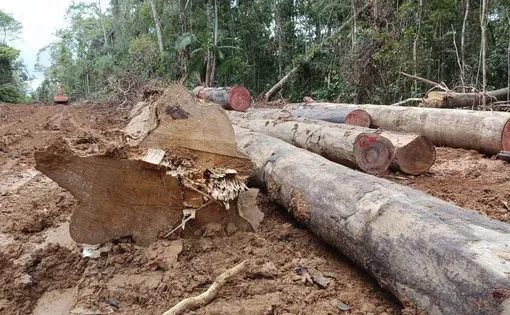 Logging thumbnail