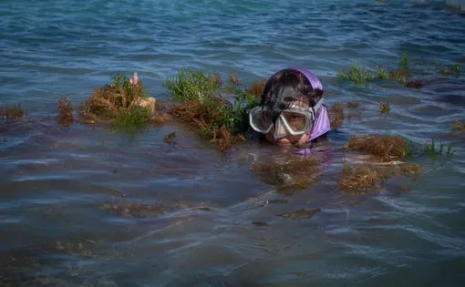 According to an internal government report from the Socialist Institute of Fishing and Aquaculture (Insopesca), the artisanal cultivation of red algae has tripled in the last year, and exports have increased fivefold. This market boom benefits large companies, leaving small harvesters like the Silva family behind in a trade that earns them only $10 a day.