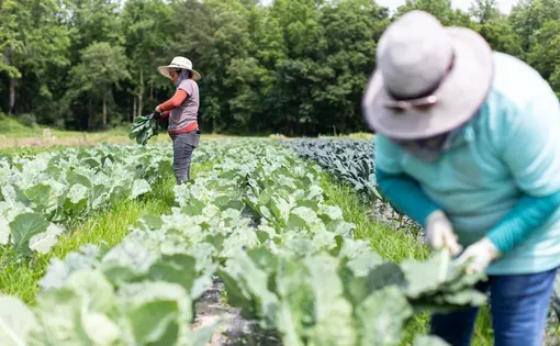 Workers harvest crops at Red Beard Farms in the Willard community in Pender County in 2025.