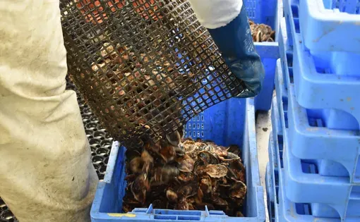 Crew pour the oysters into blue bins. (Bonnie Phillips/ecoRI News)